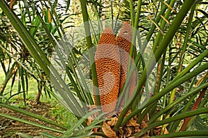 Male cone of cycad