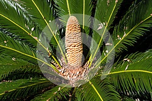 Male Cone Of Cycad Sago Palm photo