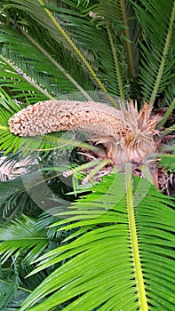 Male cone and foliage of cycas revoluta cycadaceae sago palm photo