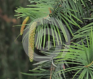Male Cone On Wollemi Pine