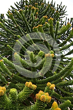 Male cones of the Araucaria araucana tree