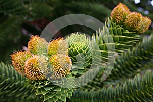 Male cones of the Araucaria araucana tree photo