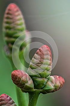 Male Cones of Welwitschia