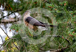 A male Cooper`s hawk ` Accipitridae cooperii ` .