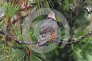 male coopers hawk (Accipiter cooperii) with red eyes in a long leaf pine tree (Pinus palustris)