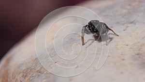 Male of Copper Sun Jumper or Copper Sun-jumper, Jumping Spider, Heliophanus cupreus in his environment