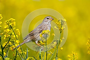 Male corn bunting Emberiza calandra