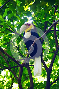 A male Corolla Crested Hornbill stand on a branch