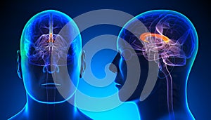 Male Corpus Callosum Brain Anatomy - blue concept photo