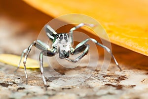 Male Cosmophasis umbratica jumping spider scratching its stormach