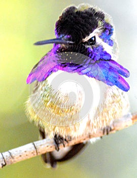 Male Costa Hummingbird