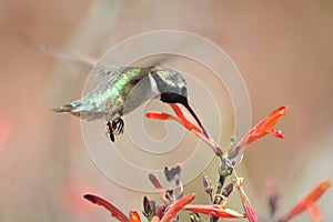 Male Costa Hummingbird natural eating