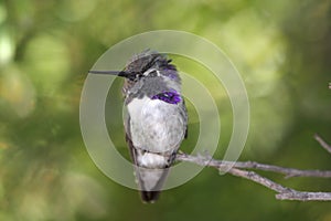Male Costa's Hummingbird (Calypte costae) photo