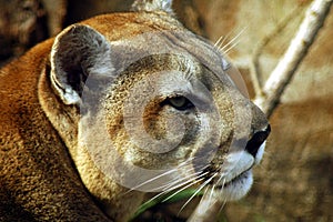 Male Cougar