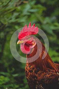 Male Country Chicken Rooster Closeup On Green Nature Background. Red Jungle fowl Male Chicken Rooster