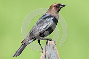 Male Cowbird On A Perch