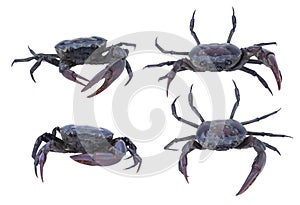 Male crab with big claws isolated on white background.