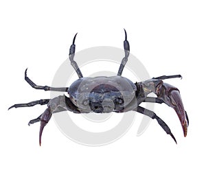 Male crab with big claws isolated on white background.