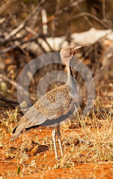 A male Crested Bustard photo