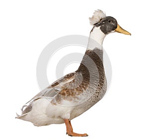 Male Crested Duck, 3 years old