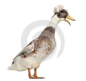 Male Crested Ducks, lophonetta specularioides, standing and quacking