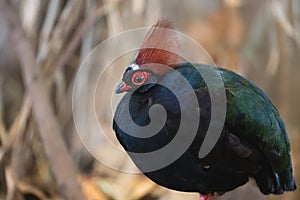 Male crested partridge close-up portrait