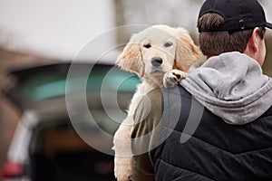 Male Criminal Stealing Or Dognapping Puppy During Health Lockdown