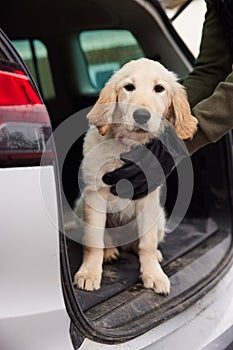 Male Criminal Stealing Or Dognapping Puppy And Putting Them In Car