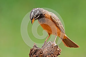 A male crimson-breasted bunting perched on a branch, South Africa