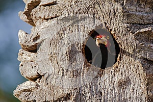 Male Crimson-Crested Woodpecker Guarding Tree Nest