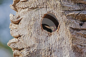 Male Crimson-Crested Woodpecker inside Nest