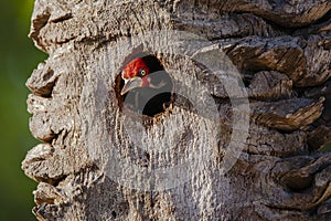Male Crimson-Crested Woodpecker Peeking out of Tree Nest