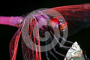 Male crimson dropwing photo