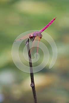 A male crimson dropwing dragonfly