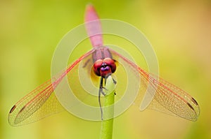 Male Crimson Dropwing dragonfly