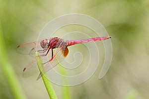 Male Crimson Dropwing dragonfly