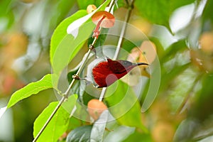 Male Crimson Sunbird (Aethopyga siparaja)