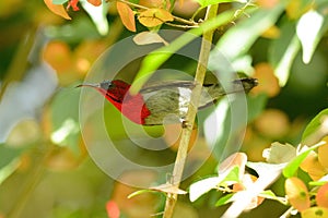 Male Crimson Sunbird (Aethopyga siparaja)