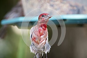 Male cross beak with feeder in background