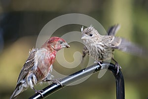 Male cross beak with young