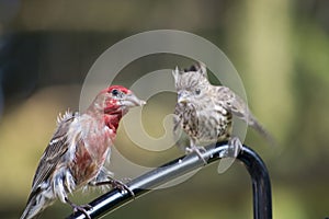 Male cross beak with young