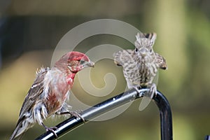 Male cross beak with young