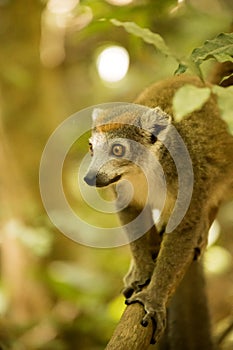 Male Crowned lemur, Eulemur coronatus, watching the photographer, Amber Mountain National Park, Madagascar