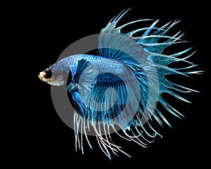 Male Crowntail Betta Fish Isolated on a Black Background