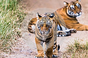 Male Cub of Tigress Noor