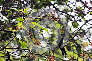 Male Cuban Emerald is a species of hummingbird - Peninsula de Zapata