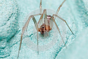 Male of cupboard spider, Steatoda grossa, looking or preys