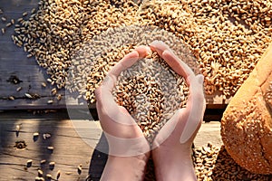 Male cupped hands pouring whole wheat grain kernels