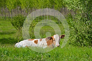 Male curious calf lies on green grass in a meadow. White brown cow in pasture in springtime