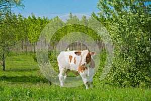 Male curious calf stands on green grass in a meadow. White brown cow in pasture in springtime